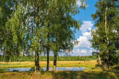 Küçük bir göl ve çayırda otlayan inekler güneşli bir yaz gününde.