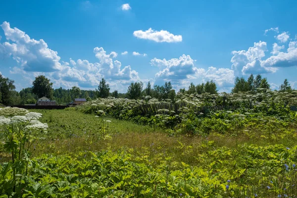 Wietstruiken Aan Rand Van Een Russisch Dorp Een Zonnige Zomerdag — Stockfoto