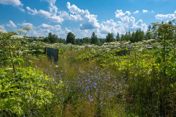 Gąszcz Wieprzowiny Skraju Rosyjskiej Wioski Słoneczny Letni Dzień — Zdjęcie stockowe