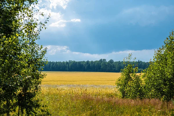 Leuchtend Gelbes Feld Vor Dem Hintergrund Von Grünem Wald Und — Stockfoto