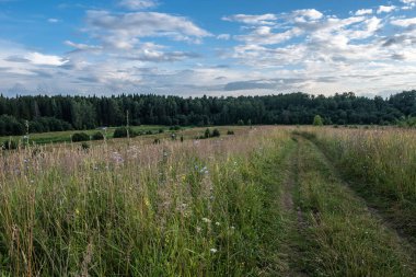 Uzun otlar ve arka planda bulutlarla kaplanmış bir tarladan geçen toprak bir yol..