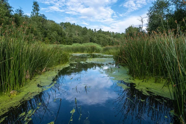 Kleine Overwoekerde Sunzha Rivier Een Zonnige Zomerdag Regio Ivanovo Rusland Rechtenvrije Stockfoto's