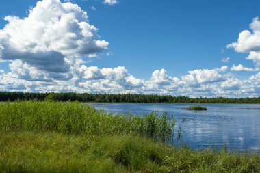 Güneşli bir yaz gününde, orman gölünün yüksek çimenli kıyıları ile alçak ve aşırı büyümüş..