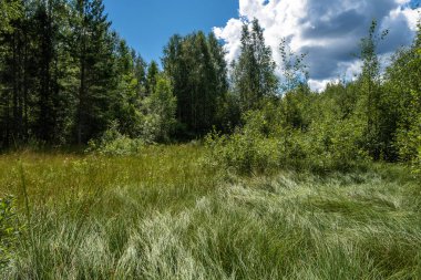 Güneşli bir yaz gününde, güneşin altında, ormanın kenarında parlayan yüksek otlar.. 