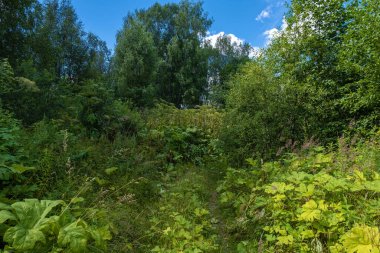 Uzun yaban otları ve beyaz kümülüs bulutlarıyla kaplanmış yol güneşli bir yaz gününde mavi gökyüzüne karşı..
