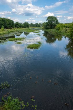 Güneşli bir yaz gününde Uvod nehrinde yüzen ördekler, Ivanovo şehri, Rusya.