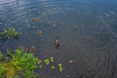 Bir ördek sürüsü, güneşli bir günde yeşil çimenler ve nilüfer yapraklarıyla kıyıda yüzer..