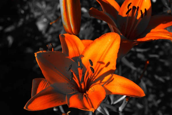 Lys Fleurs Orange Vif Sur Fond Noir Flou Photo Gros — Photo