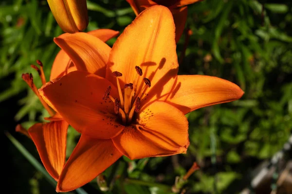 Leuchtend Orange Lilienblüte Auf Verschwommenem Grünem Hintergrund Nahaufnahme — Stockfoto