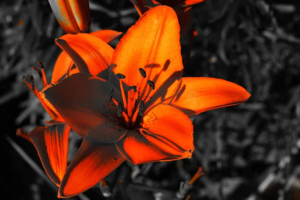 Flor Lírio Laranja Brilhante Fundo Preto Borrado Foto Close — Fotografia de Stock