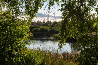 Nehirde yüzen bir ördek batan güneşin ışınlarında yeşil yapraklardan oluşan bir arka plana karşı..