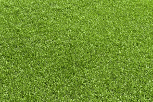 Green Grass Field Green Lawn Green Grass Golf Course Soccer — Stock Photo, Image