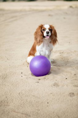 Kumsalda ya da kumsalda mor toplu küçük kırmızı bir köpek.