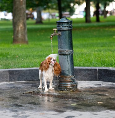 Küçük köpek yazın parkta musluk suyu içer.