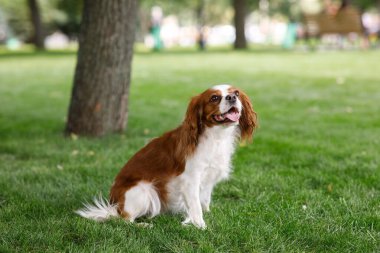 Kahverengi köpek tarlanın yakınındaki çimlerde oturuyor.