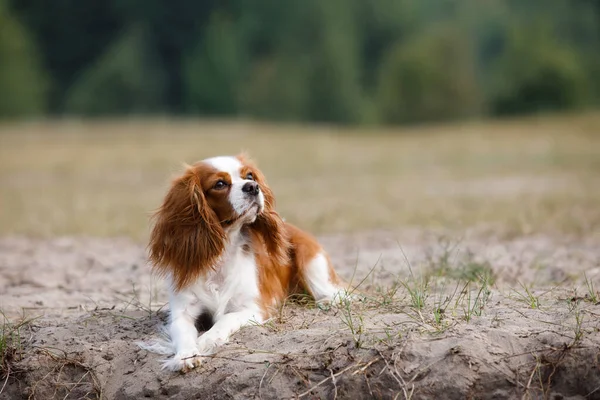 Brązowy Pies Spaniel Leżący Trawie Pobliżu Pola — Zdjęcie stockowe