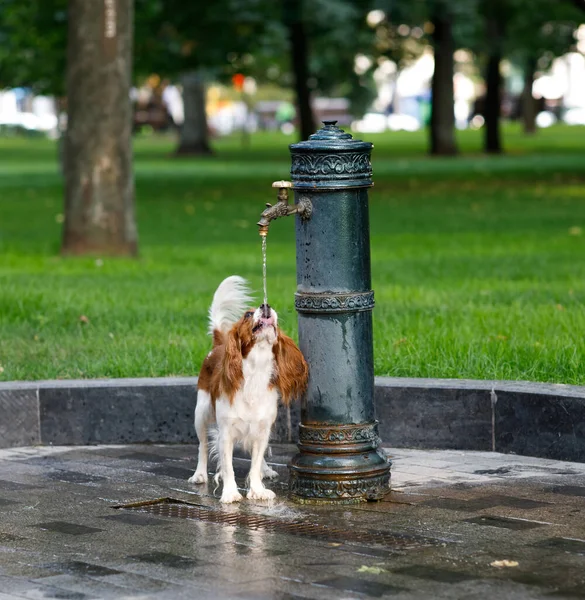 Small Spaniel Dog Drinks Tap Water Park Summer — Stock Photo, Image