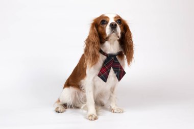 Kravatlı küçük bir köpek.