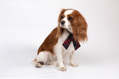 Kravatlı küçük bir köpek.