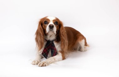 Kravatlı küçük bir köpek.