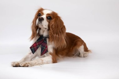 Kravatlı küçük bir köpek.