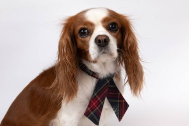 Kravatlı küçük bir köpek.