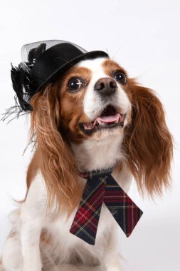 Kravatlı ve siyah şapkalı küçük bir köpek.