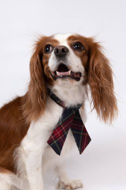 Kravatlı küçük bir köpek.