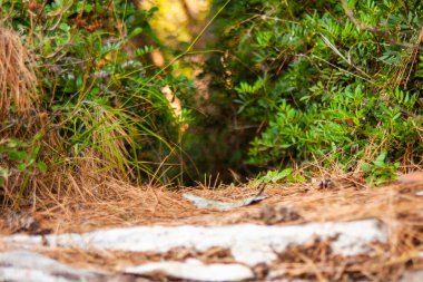 Yerden çam yaprakları ile küçük orman yolu