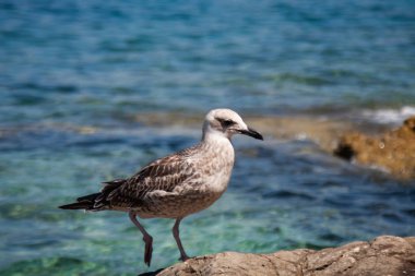 Martı arka planda mavi deniz ile kaya üzerinde yürüyüş