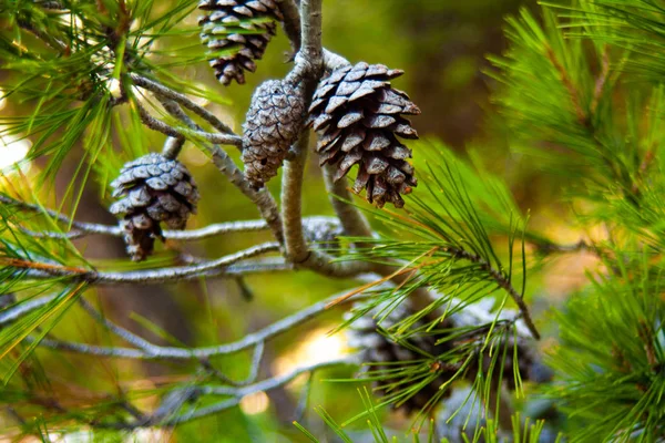 Pinecone на сосне с зелеными листьями сосны — стоковое фото