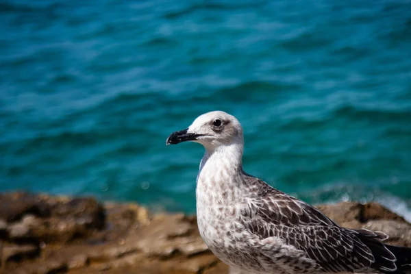 Seagull wygląda ciekawie na skale z błękitnym morzem na backgro — Zdjęcie stockowe