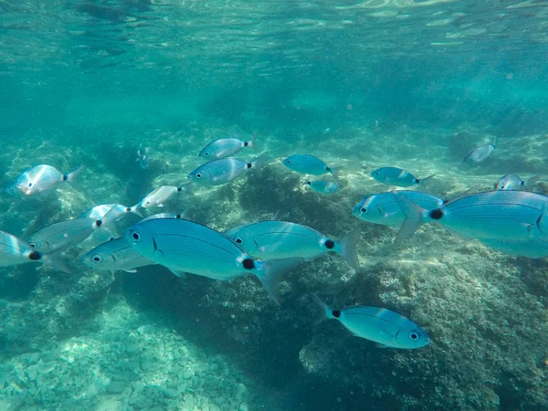 ダイバーと海底の近くでたくさんの大きな魚が泳ぐ — ストック写真