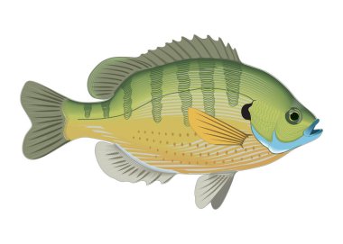 bluegill nehirler, birçok ülkenin yaşamaktadır. vektör çizim.