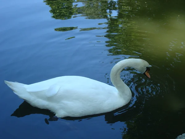 White swan swims in the lake. In the summer, a swan swims in the afternoon at the zoo.