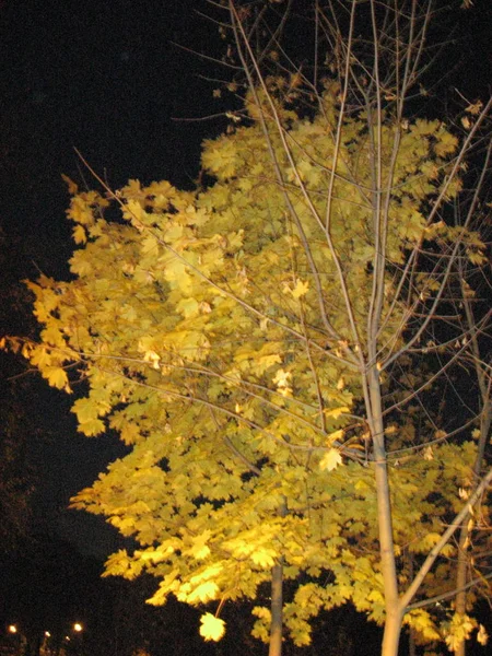 夜空を背景にした秋の木 カエデの秋 — ストック写真