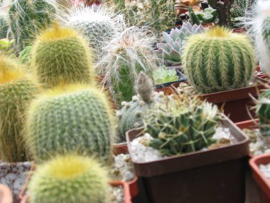  Tencerede kaktüsler, kaktüslerin makro görüntüsü