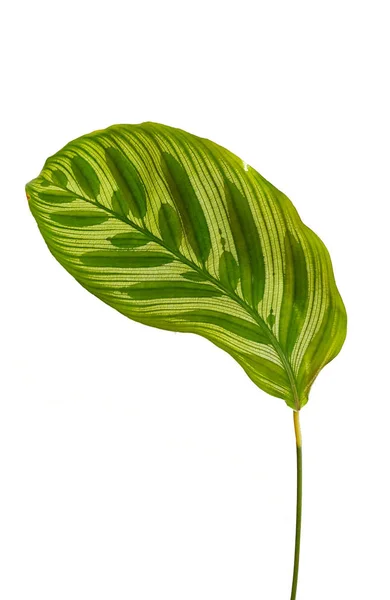 Trópusi zöld levelek fehér alapon — Stock Fotó