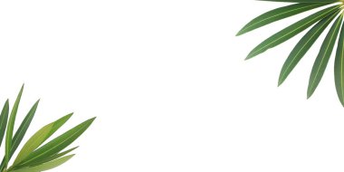 yeşil yapraklı duvar kağıdı