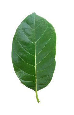 Jackfruit izole yaprakları
