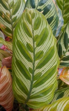 Tropik yeşil yapraklar