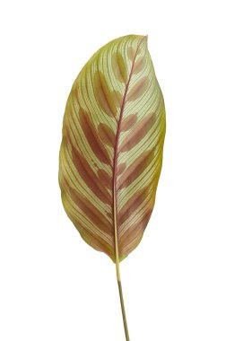 Beyaz arkaplanda tropik yapraklar
