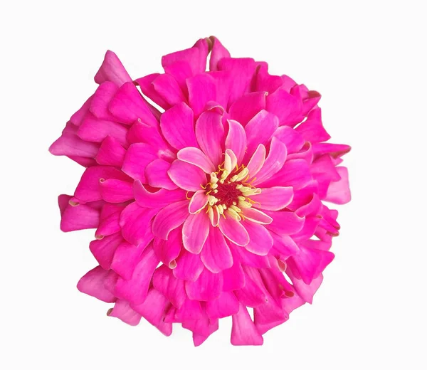 ピンクのジニアエレガンスの花孤立 — ストック写真