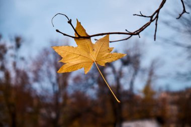 Altın sonbaharın bulutlu günü. Sütyene takılan tek akçaağaç yaprağı.