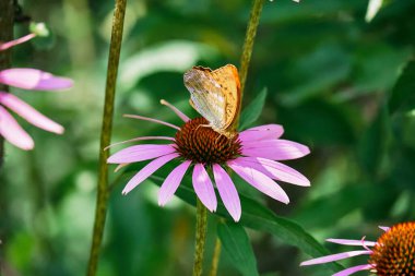Çok renkli kelebek nymphalide Amiral ekinezinin pembe çiçeğinin tadını aldı. Alt manzara. Bulanık çiçek sapının etrafında.