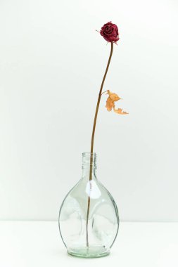 Beyaz arka planda solmuş bir gül. Kurumuş bir çiçeğin hayatı.