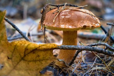 Kahverengi boletus yağmurdan sonra az önce topraktan çıktı. Mantar kapağından bir damla su yuvarlandı. Mantar kapağında bir çam dalı uzanır..
