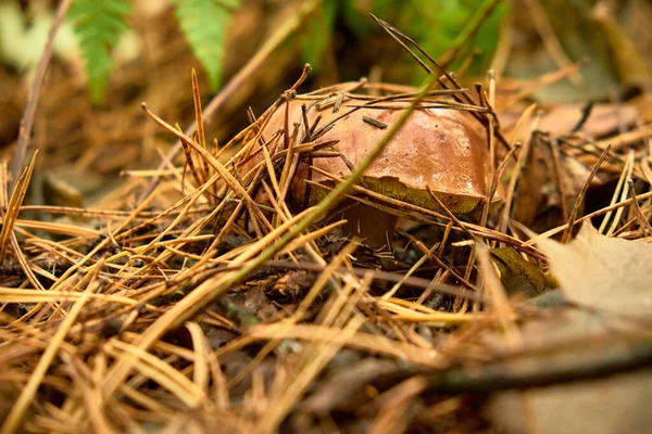 Gerade Ist Ein Brauner Steinpilz Aus Dem Boden Gestiegen Der — Stockfoto