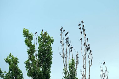 Açık mavi gökyüzüne karşı uzun ağaç dallarına tünemiş kuş sürüsü. Sığırcık sürüsü doğada dinleniyor. Vahşi yaşamı, göçü ve toplumu sembolize ediyorlar..