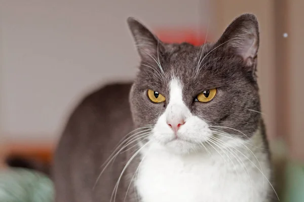Huysuz, güzel, turuncu gözlü beyaz ve gri dişi kedi.
